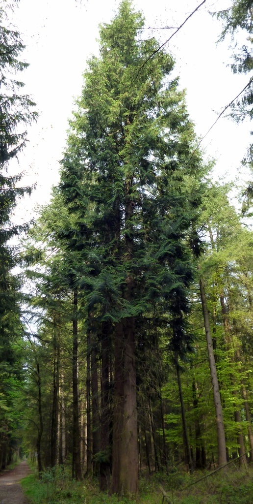 Tuja riasnatá - Thuja plicata