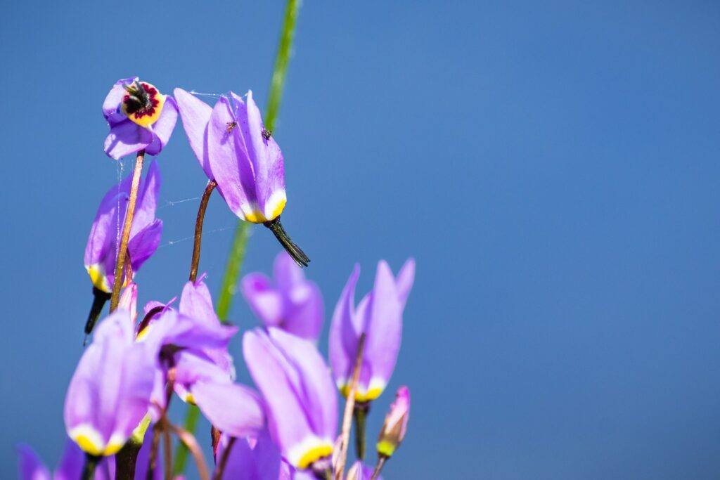 Boží kvet - Dodecatheon