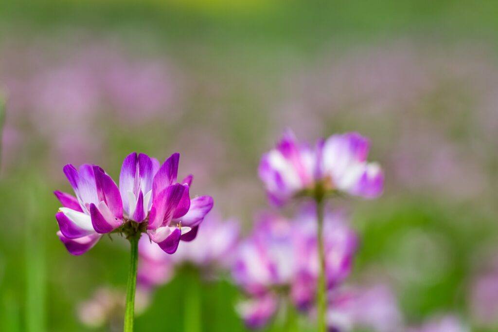 Kozinec blanitý - Astragalus membranaceus