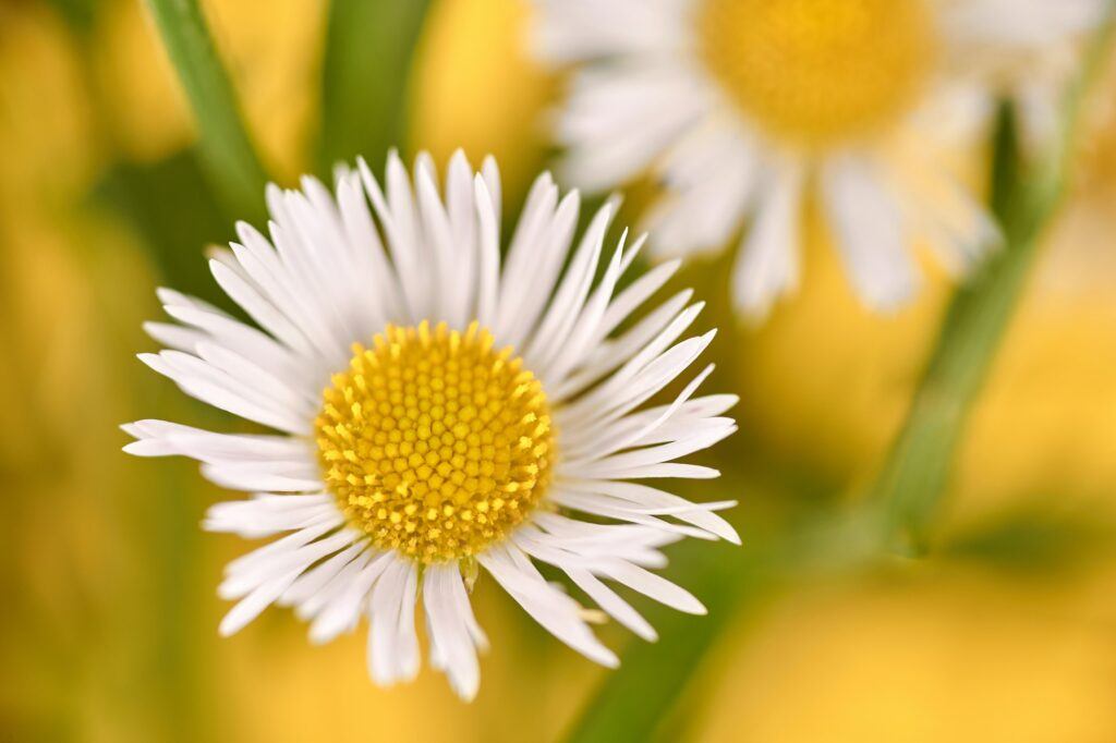 Turica - Erigeron