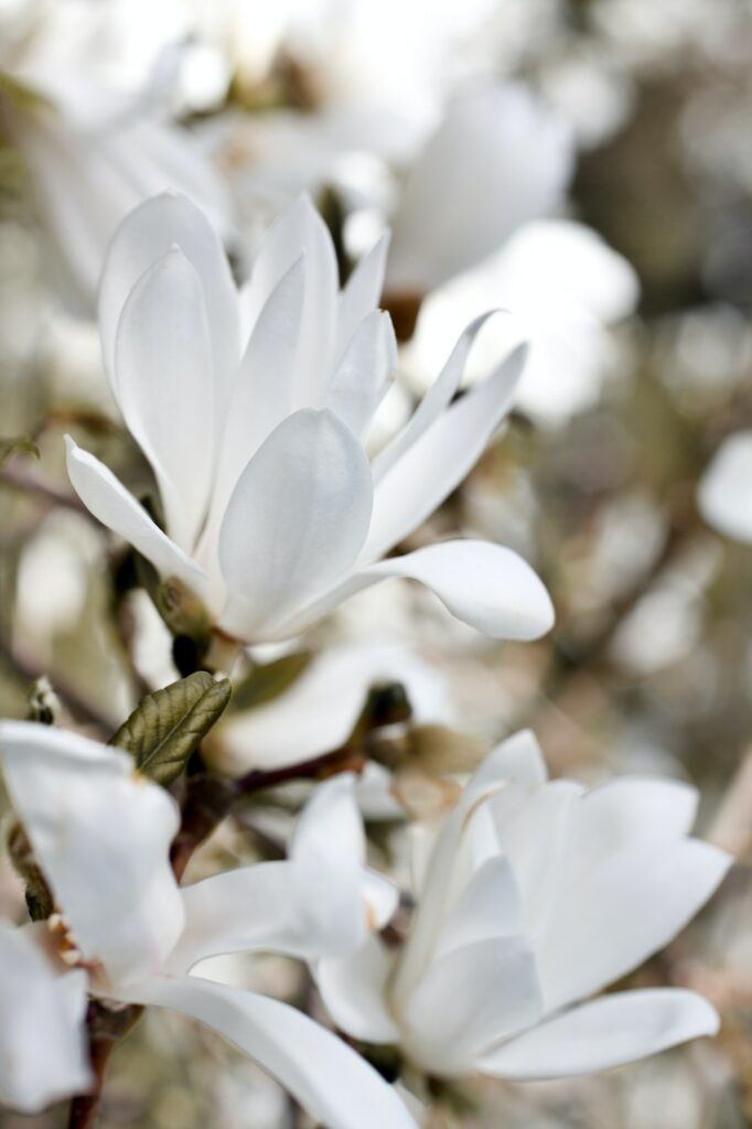 Magnólia kobus - Magnolia kobus