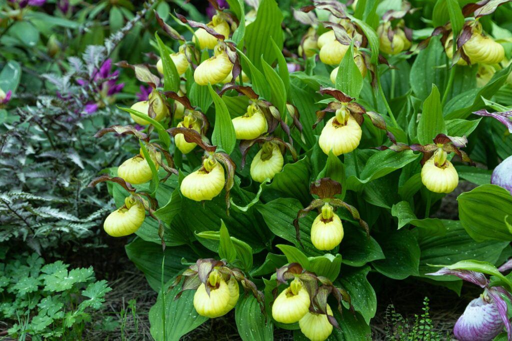 Črievičník papučkový - Cypripedium calceolus