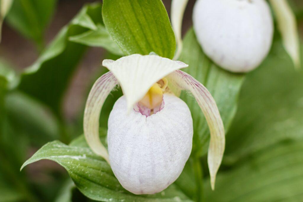 Črievičník kráľovnín - Cypripedium reginae