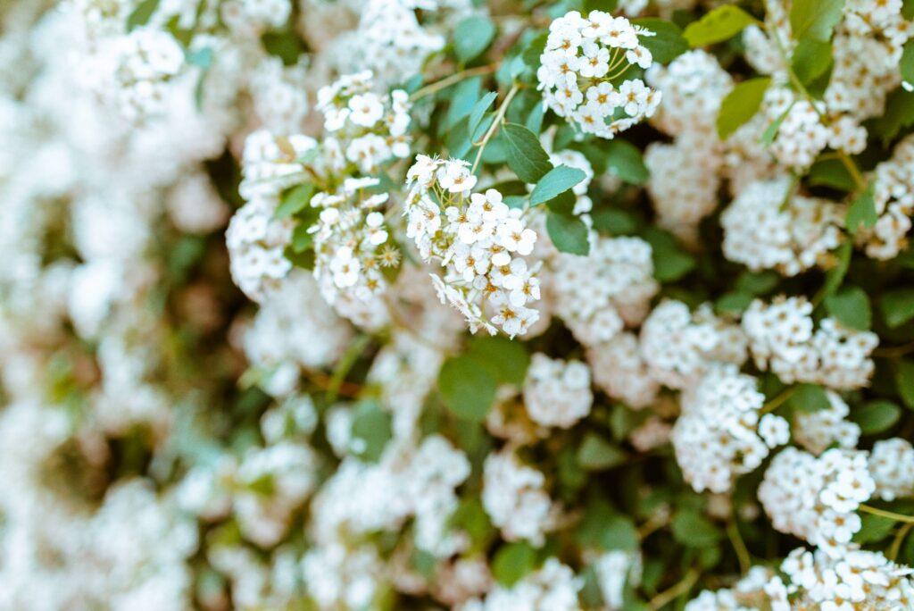 Kalina siripútková - Viburnum lantana