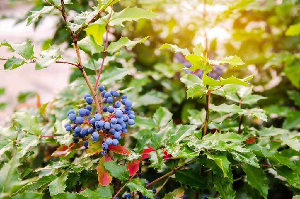 Mahónia cezmínolistá - Mahonia aquifolium