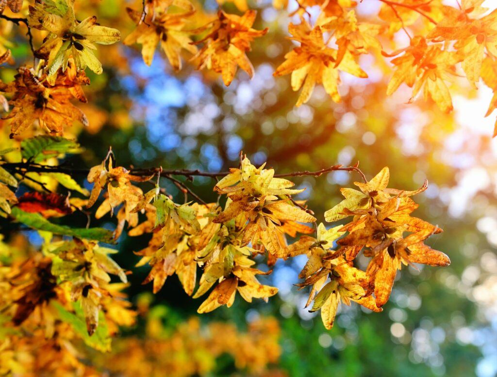 Hrab obyčajný - Carpinus betulus