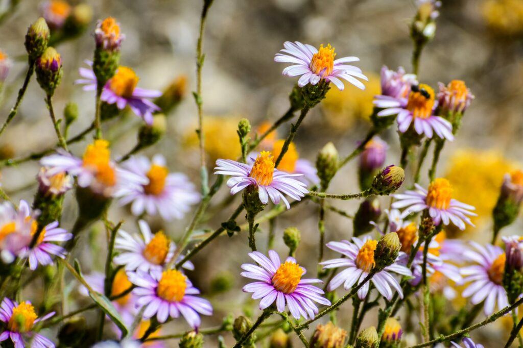 Turica Karvinského - Erigeron karvinskianus