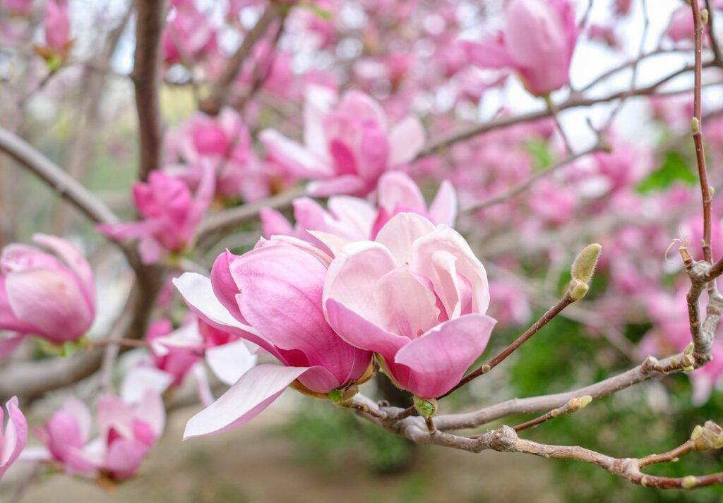 Magnólia Soulangeova - Magnolia soulangeana