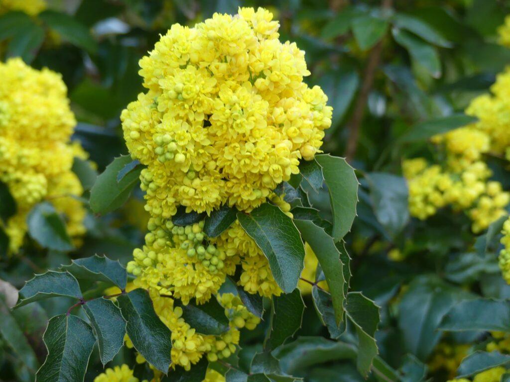 Mahónia - Mahonia