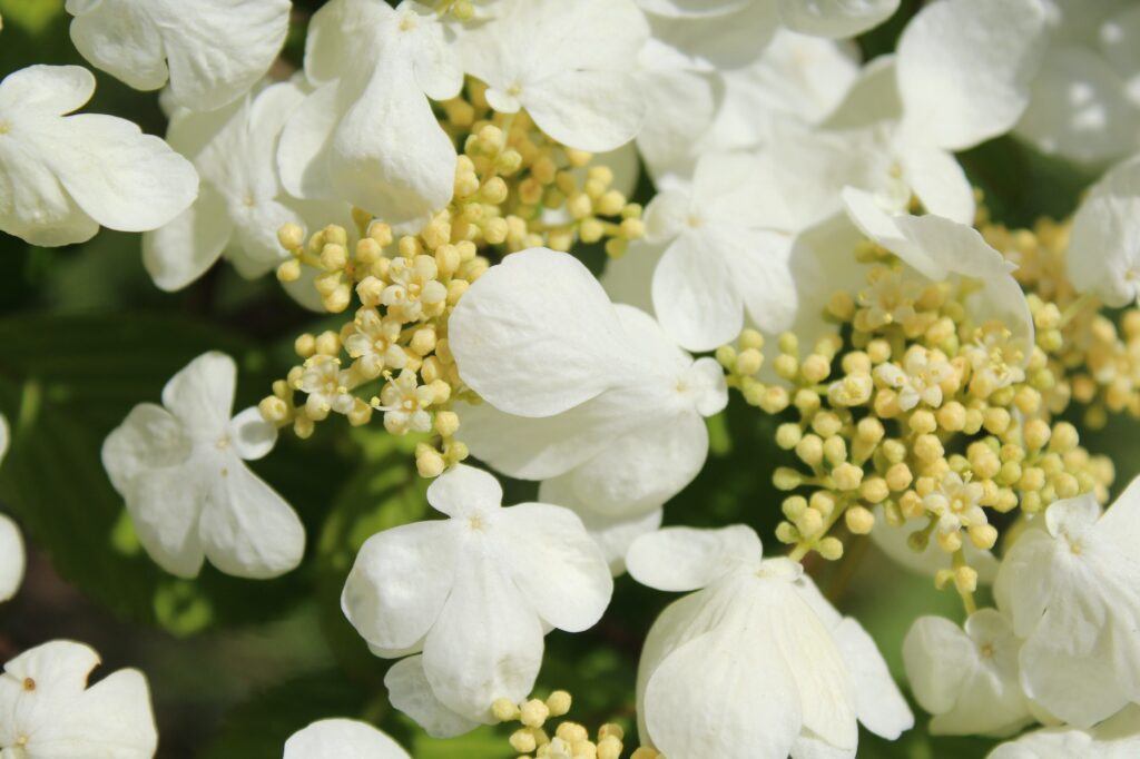 Kalina japonská - Viburnum plicatum