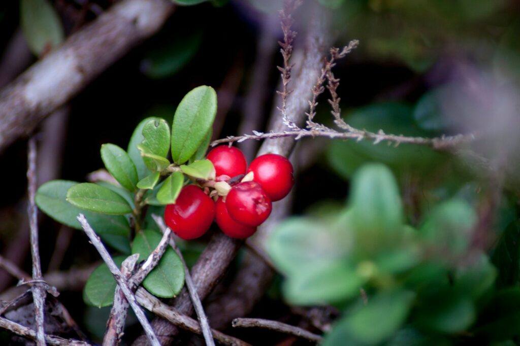 Brusnica obyčajná - Vaccinium vitis-idaea