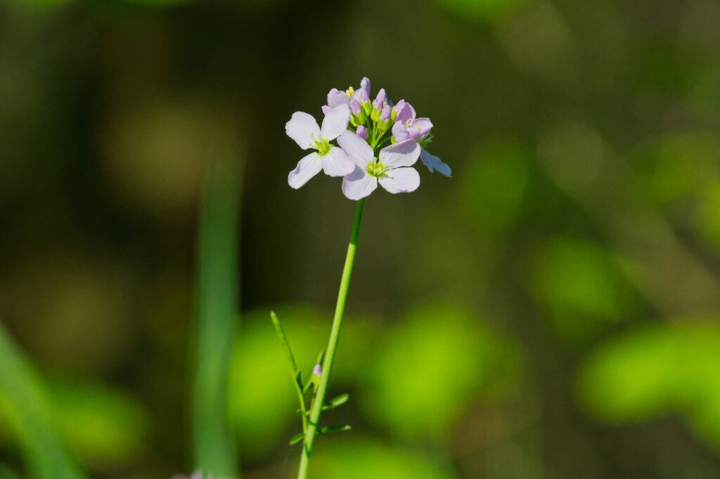 Žerušnica kvet - Cardamine