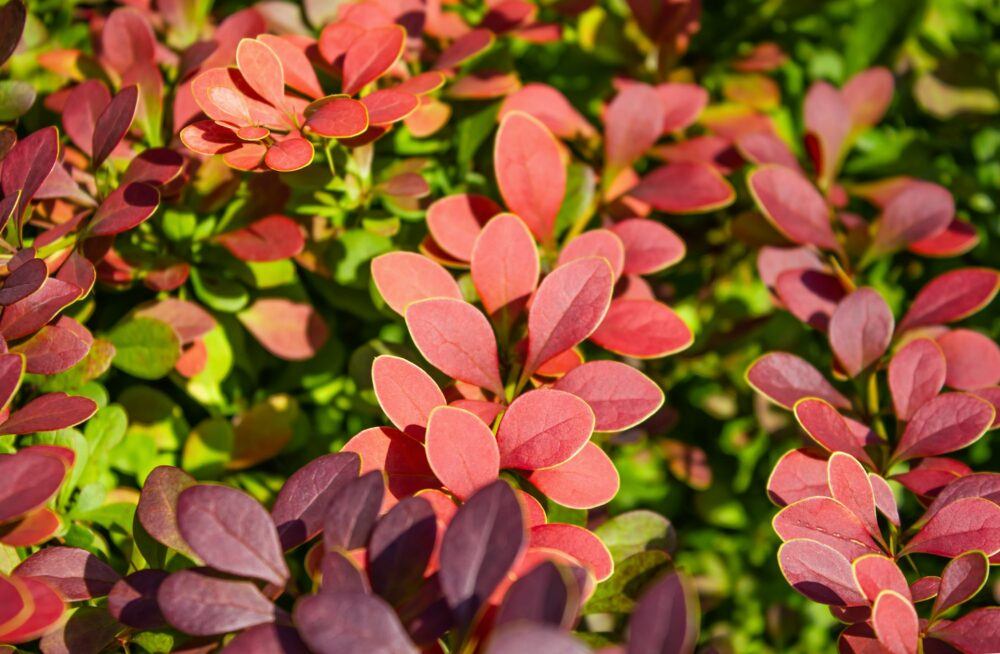 Dráč Thunbergov - Berberis thunbergii