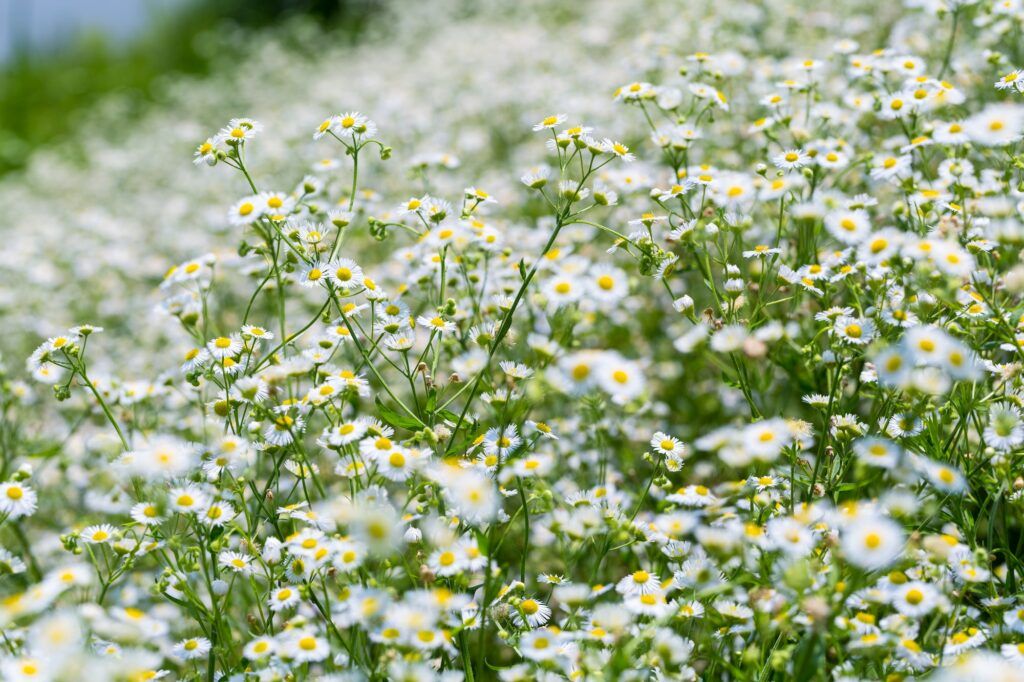 Turica - Erigeron