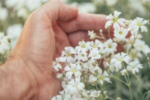 Rožec plstnatý - Cerastium tomentosum