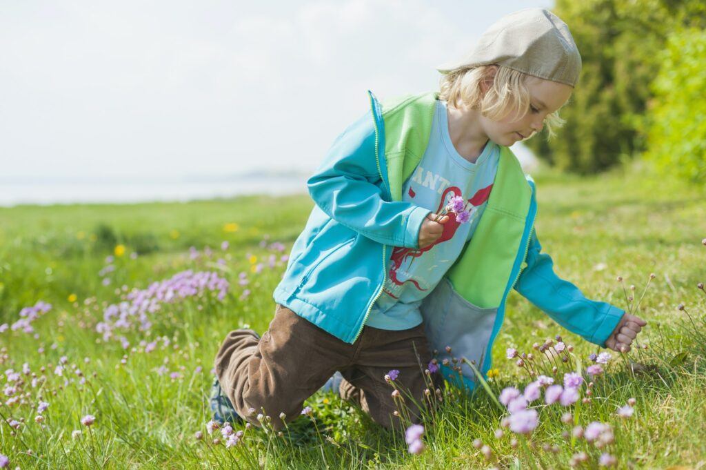 Trávnička obyčajná - Armeria vulgaris