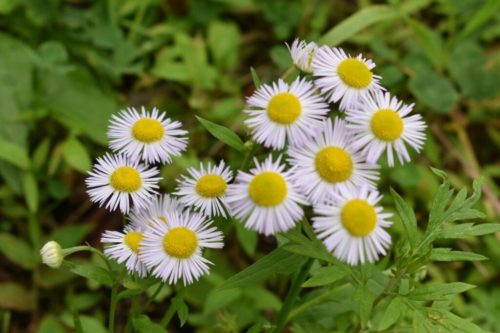 Hviezdnik ročný - Erigeron annuus