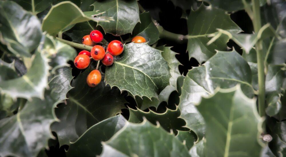 Cezmína ostrolistá - Ilex aquifolium