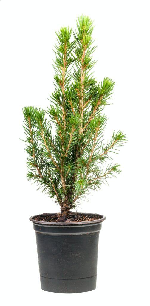 Smrek - Picea