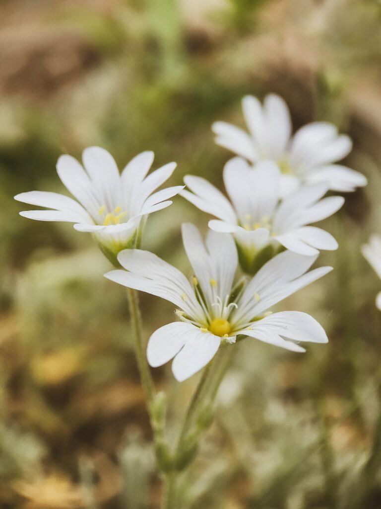 Rožec - Cerastium