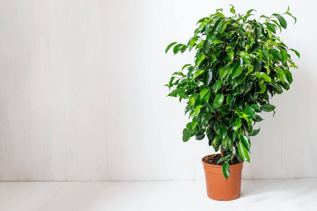 Figovník drobnolistý - fikus drobnolistý - Ficus benjamina