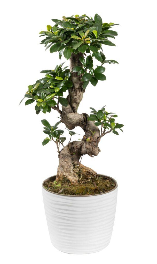 Figovník maloplodý - fikus maloplodý - Ficus microcarpa