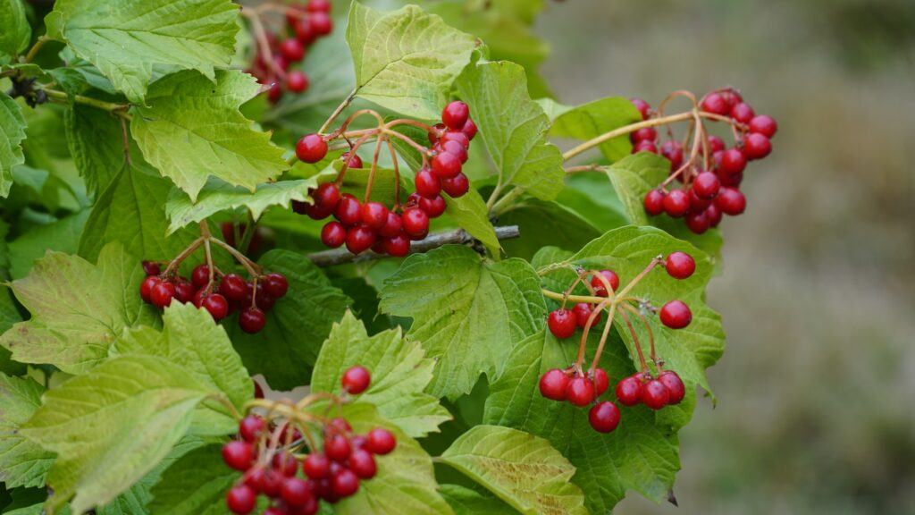 Kalina obyčajná - Viburnum opulus