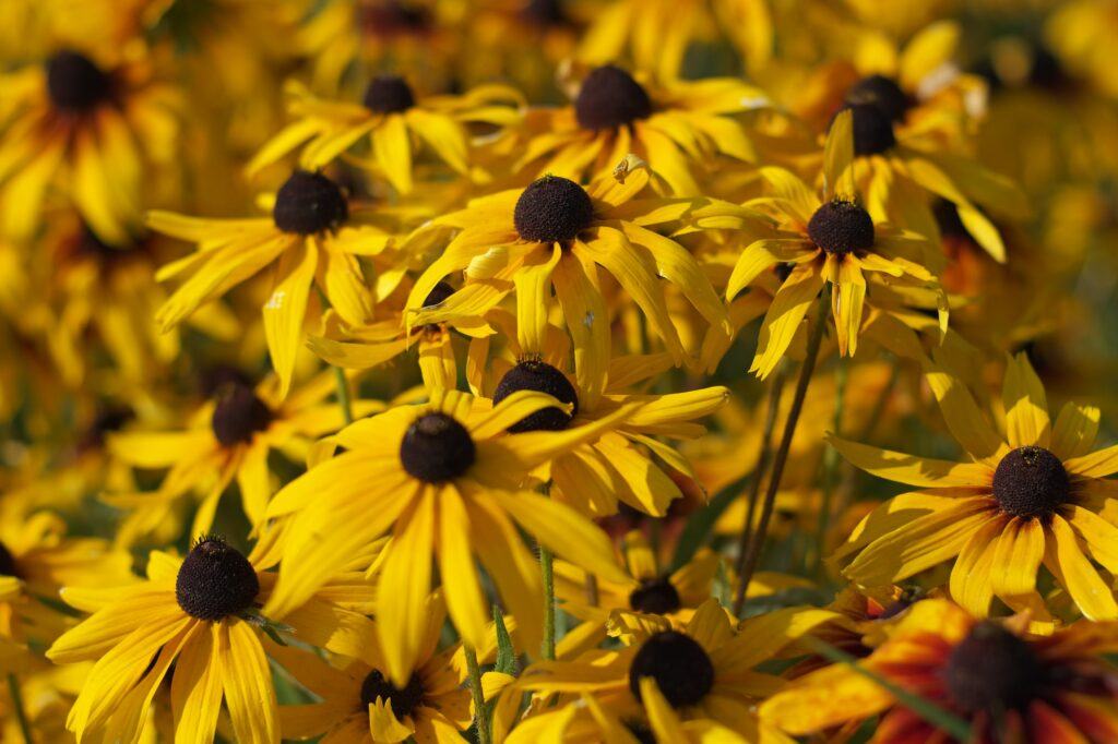 Rudbekia pestovanie