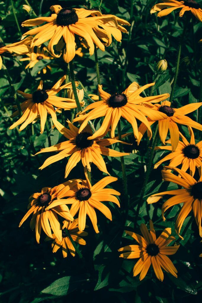 Rudbekia žiarivá Goldstrum - Rudbeckia goldstrum