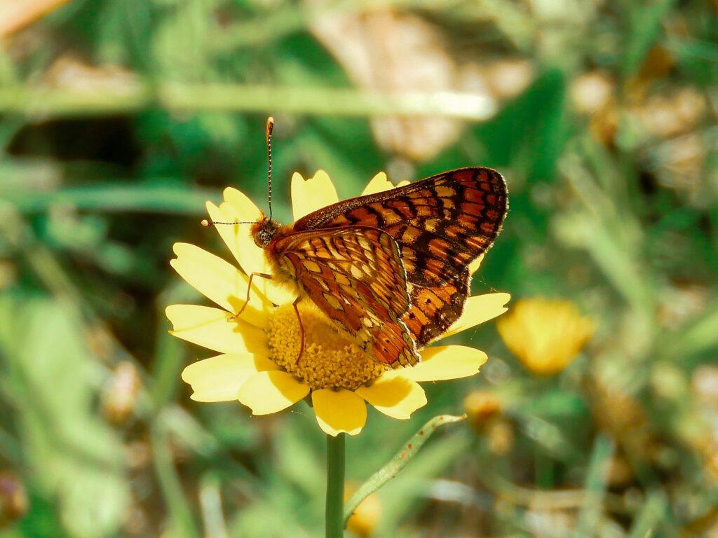 tarica skalná - Aurinia saxatilis