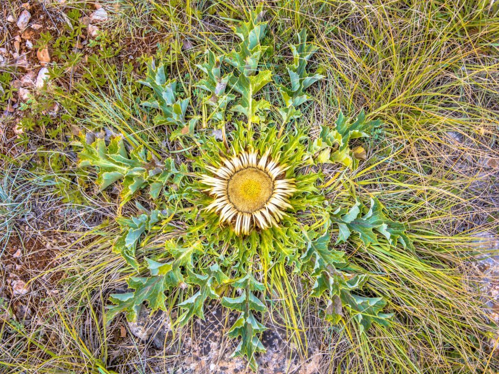 Krasovlas kvet - Carlina