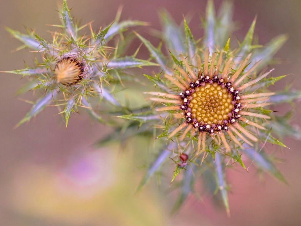 Krasovlas obyčajný - Carlina vulgaris