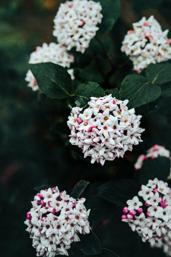 Kalina Carlesii - Viburnum carlesii