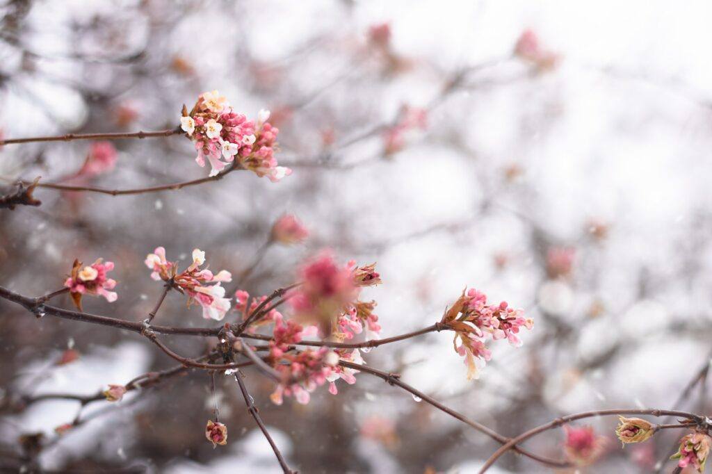 Kalina skorá - Viburnum × bodnantense