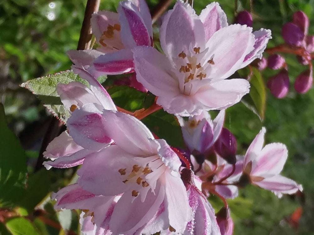 Trojpuk ružový - Deutzia rosea