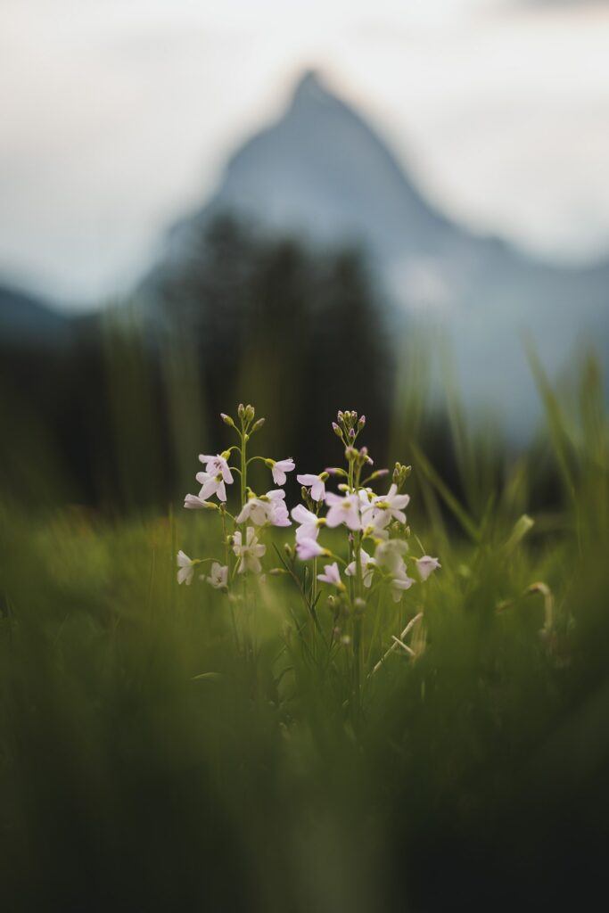 Žerušnica - Cardamine