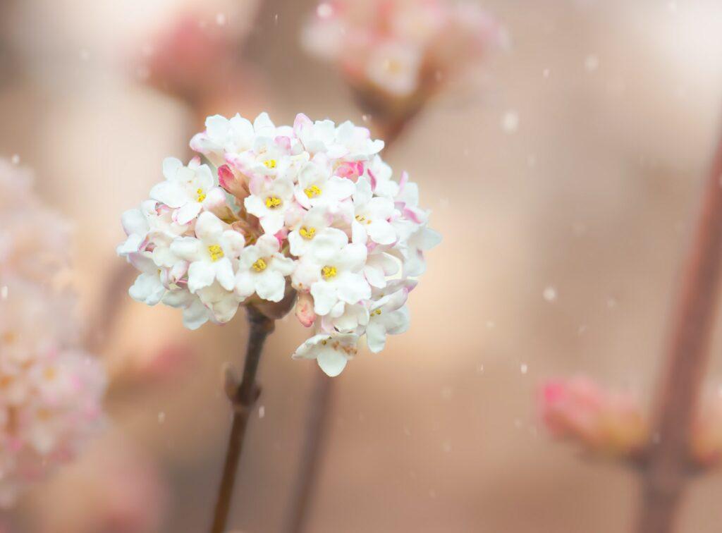 Kalina voňavá - Viburnum farreri