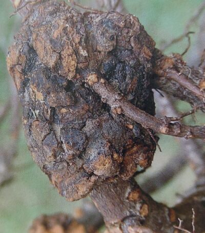 Bakteriálná nádorovitosť - Rhizobium radiobacter, syn. Agrobacterium tumefaciens