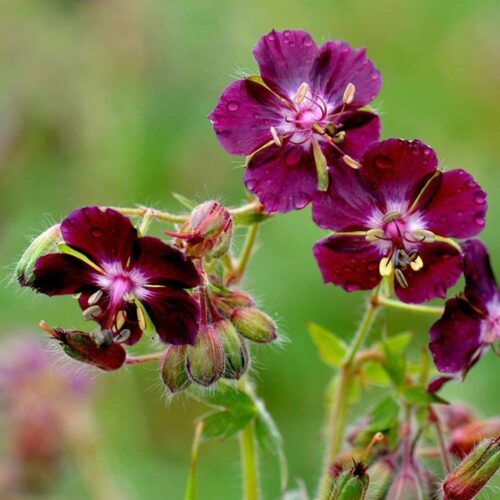 Pakost hnedočervený - Geranium phaeum