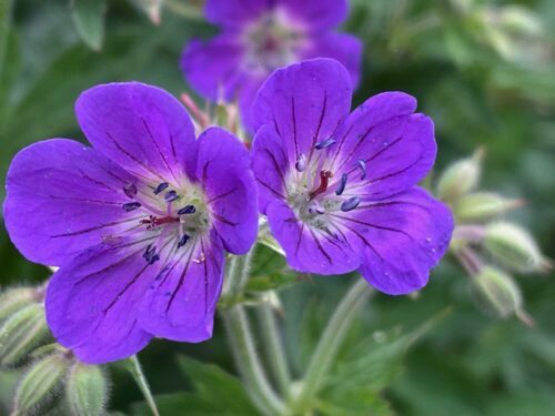 Pakost lesný - Geranium sylvaticum