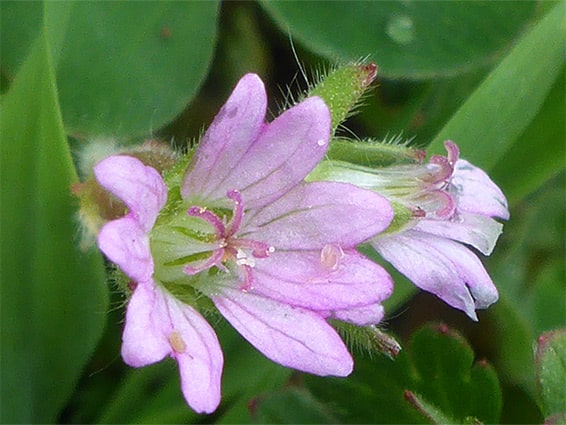 Pakost nízky - Geranium pusillum