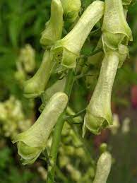 Prilbica žltá - Aconitum lycoctonum