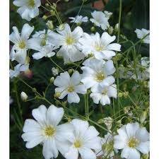 Gypsomilka metlinatá - Gypsophila elegans