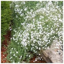 Gypsomilka plazivá - Gypsophila repens