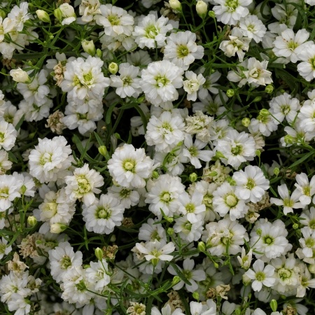 gypsomilka - Gypsophila