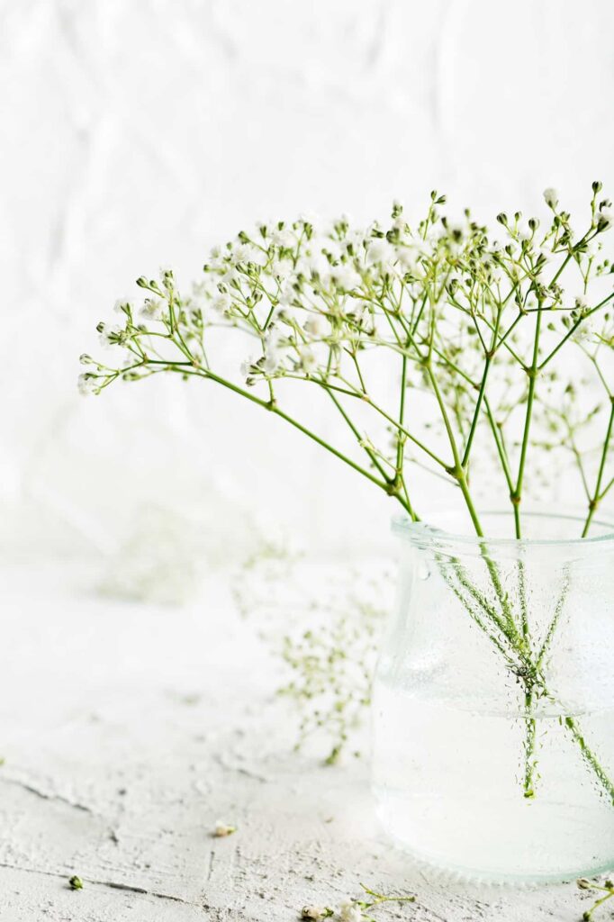 Gypsomilka metlinatá - Gypsophila paniculata