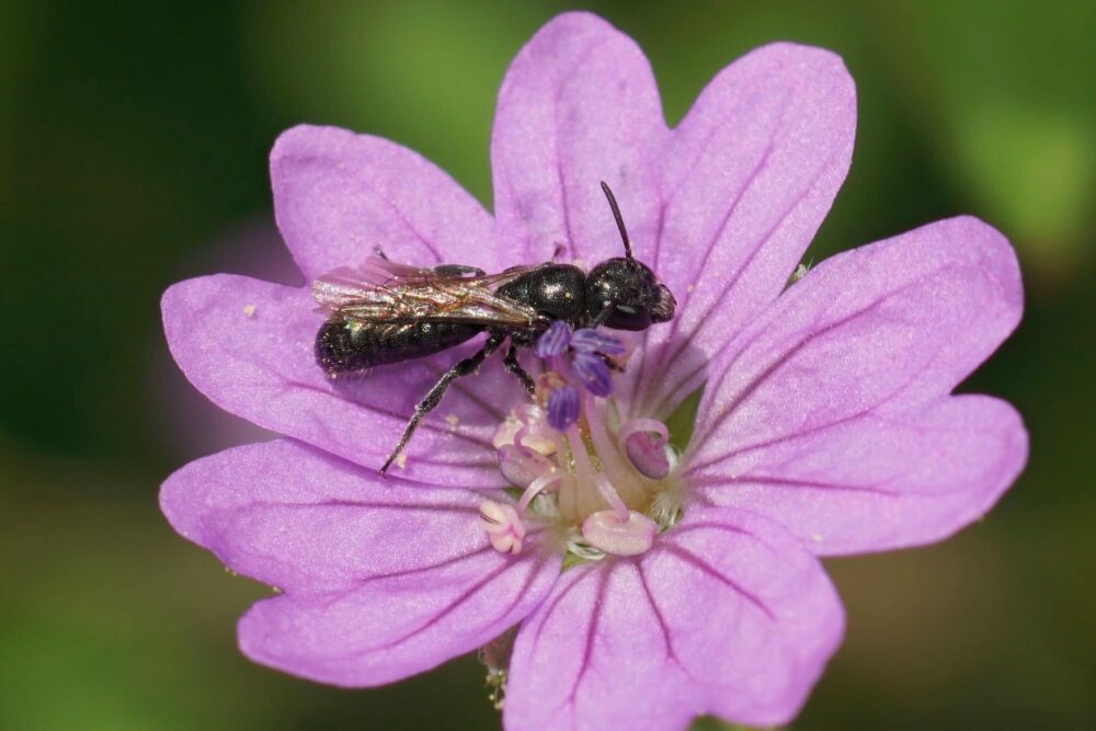 Pakost pyrenejský - Geranium pyrenaicum