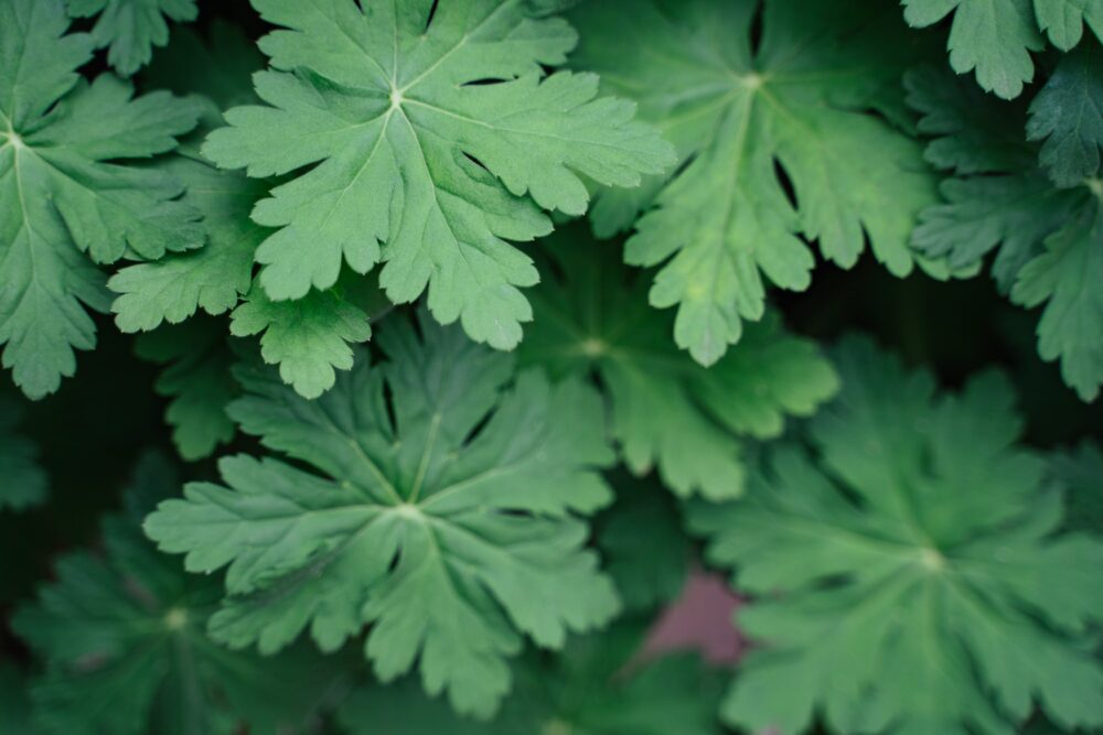 Pakost podzemkatý - Geranium macrorrhizum