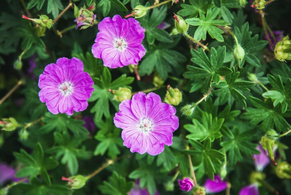 Pakost krvavý - Geranium sanguineum