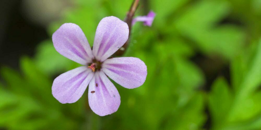 Pakost smradľavý - Geranium robertianum